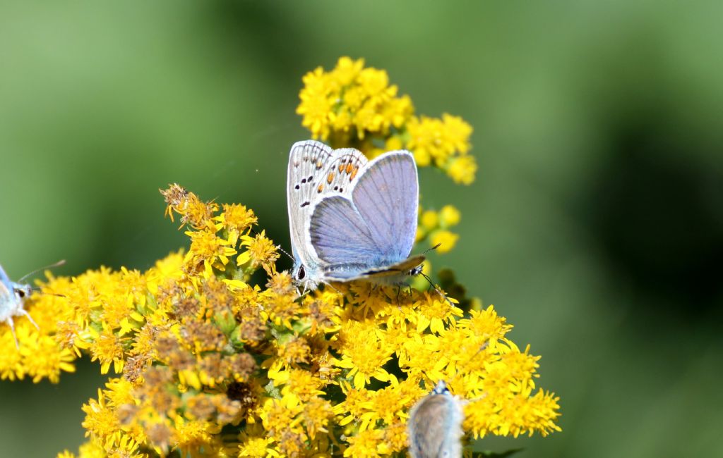 Polyommatus....??